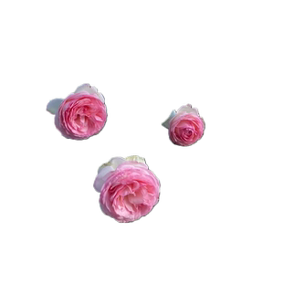 粉色龙沙宝石特大浓香蔷薇月季花苗藤本植物阳台花卉盆栽四季开花