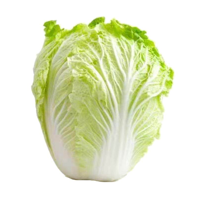 燎原山东大白菜新鲜产地孕妇绿色