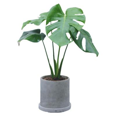 老桩龟背竹新奇观叶造景盆栽