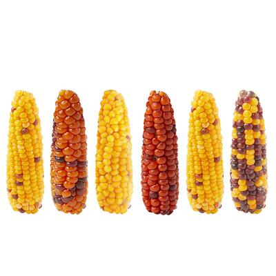 抢【日期新】仓鼠磨牙零食玉米棒