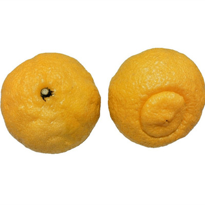 象山青黄金贡柚春香带叶纯甜无酸