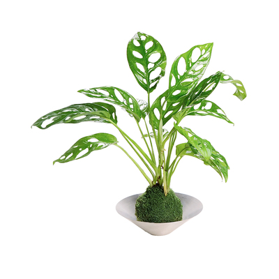 仙洞竹芋青苔球植物盆栽