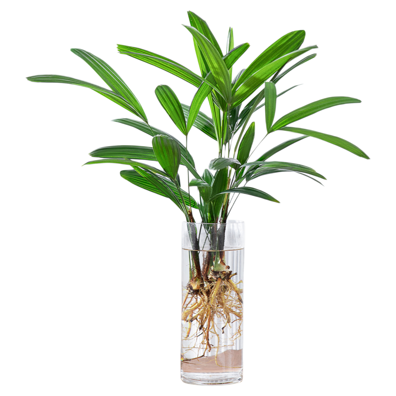 【棕竹】水培绿植懒人好养