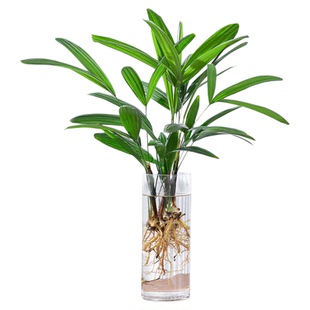 水培绿植物棕竹耐阴懒人好养办公室内客厅阳台龟背竹富贵竹天堂鸟