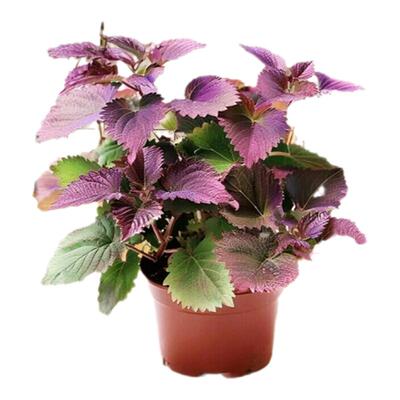 紫苏苗盆栽可食用厨房香草