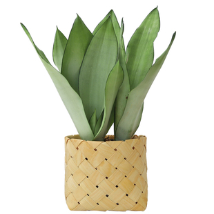 虎皮兰盆栽室内客厅绿植办公室净化空气耐旱植物四季好养花卉盆栽