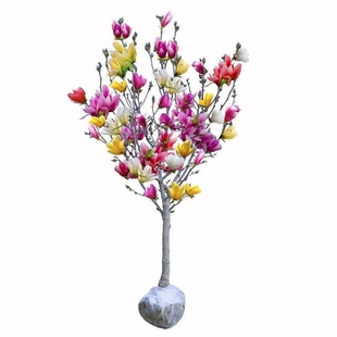 紫花玉兰苗花辛夷花树苗红玉兰花盆栽木兰花望春花木笔花庭院耐寒