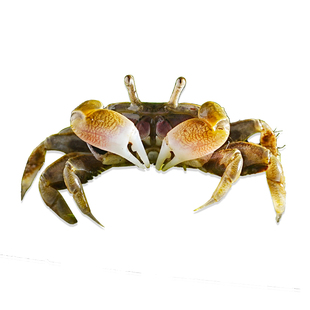 迷你辣椒蟹活体观赏蟹吃虫清洁除藻淡水蟹鱼缸爬宠豆豆蟹宠物螃蟹