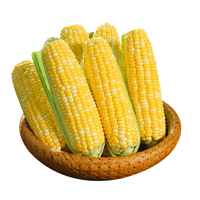 正宗云南金银水果玉米新鲜生吃甜玉米棒子苞谷米现摘即食早餐