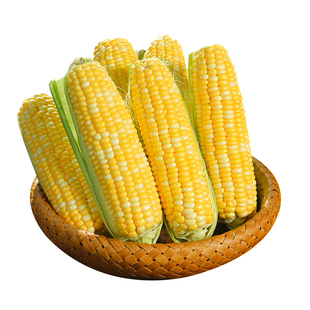 正宗云南金银水果玉米新鲜生吃甜玉米棒子苞谷米现摘即食早餐