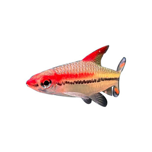 一眉道人热带活体观赏鱼苗群游草缸淡水新手混养灯科好养中小型鱼