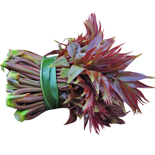红油香椿种子香椿芽菜种籽孑多年生蔬菜树芽苗菜籽菜园蔬菜籽春播