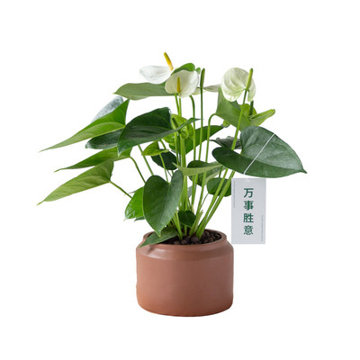 白鹤芋绿植白掌室内盆栽