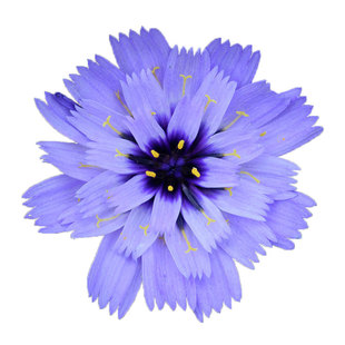 蓝箭菊种子50粒爱神箭玻璃菊花籽多年生干切花阳台盆栽春秋季播