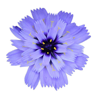 蓝箭菊种子可切花爱神箭玻璃菊