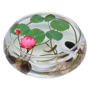 新款加厚玻璃水培花盆水仙盆碗莲盆铜钱草盆栽绿植玻璃水养花瓶鱼