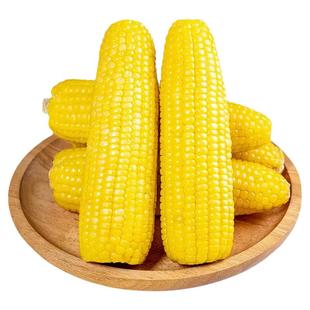 新东北甜糯玉米新鲜糯玉米真空装甜玉米头茬早餐加热即食代餐苞米