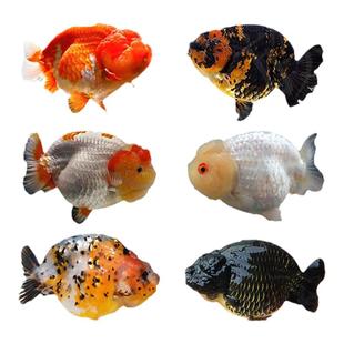 兰寿金鱼观赏鱼活体冷水耐活鱼苗红白五花玉兔黑寿兰寿苗波妞好养