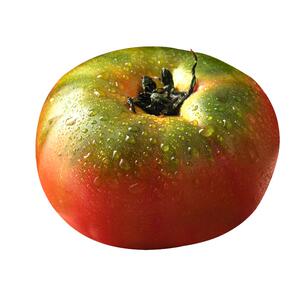 拉马台村盐碱地正宗铁皮番茄绿腚草莓西红柿孕妇食用自然熟酸甜果