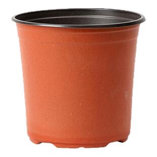 双色育苗盆育苗穴盘种植盆塑料培育花盆苗盘移植盆营养钵多肉扦插