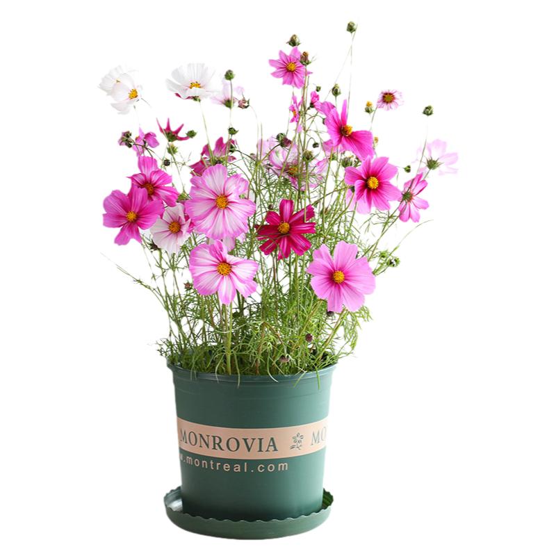 波斯混色春夏易活室内庭院菊花