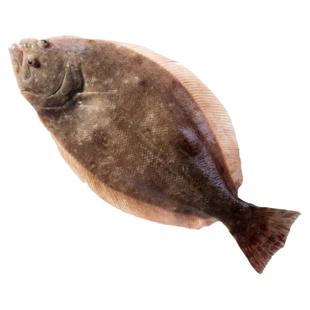 整条鲽鱼新鲜冷冻大号碟鱼深海鲽鱼身鸦片鱼比目鱼商用蝶鱼雅片鱼