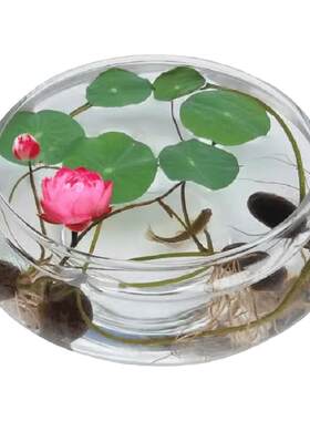 水培玻璃花瓶透明碗莲荷花铜钱草盆缸养睡莲的专用花盆鱼缸植物器