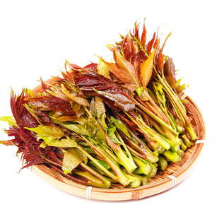 新鲜香椿芽红油现摘蔬菜露天嫩芽野生当季野菜产地山东四川省