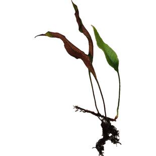 江西庐山石韦草干品野生石韦中药材新鲜化石草小叶石韦茶纯叶500g