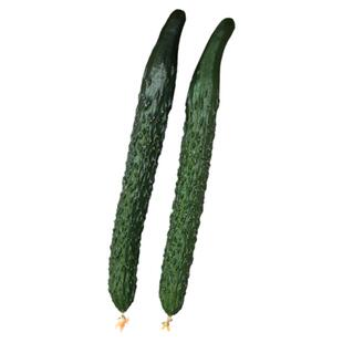 高产黄瓜种子种籽苗嫁接菜苗幼苗蔬菜孑子水果秧盆栽秧苗青瓜大全