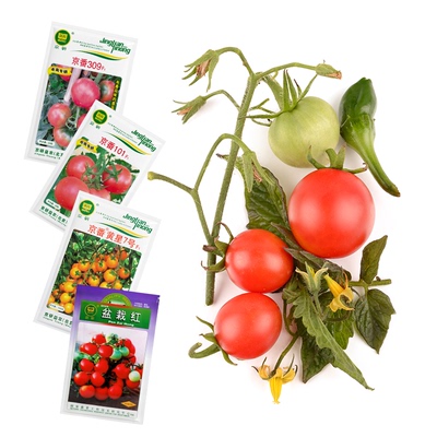 农科院番茄种子草莓水果番茄毛粉沙瓤西红柿千禧圣女果蔬菜种籽孑