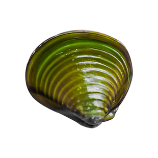 鱼缸专吃鱼屎粪便冷水观赏淡水鱼热带鱼清理清道夫鱼净水黄金河蚌