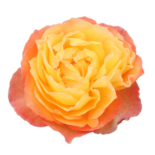 天狼月季余晖国产自育月季玫瑰多季开花复色灌木月季新手推荐