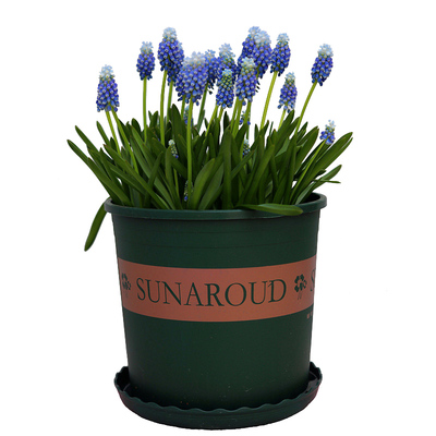 十年老店对版葡萄风信子种球花卉