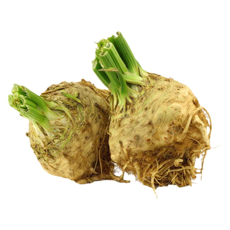 根芹秧苗正宗大疙瘩老桩种球