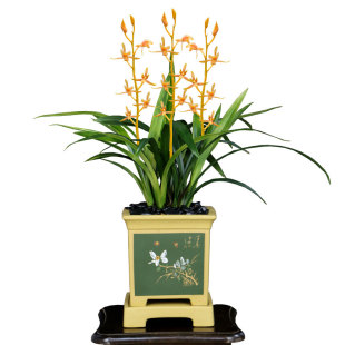 翁源兰花喜花里墨兰中国牛香兰红宝石带花浓香型好养室内花卉盆栽