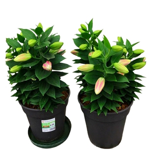 进口百合种球四季可种耐寒好养室内外阳台花卉植物香水百合花盆栽