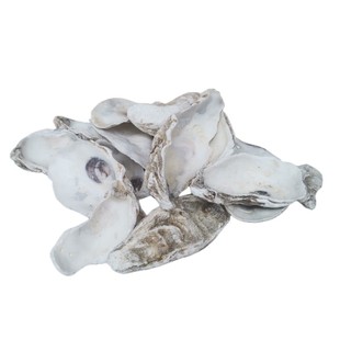 蚝壳鱼池过滤材料天然牡蛎壳锦鲤池滤材生稳定PH值高温煅烧蚝壳