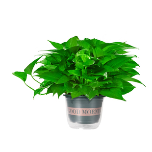 涵涵绿萝盆栽室内植物新房家用除某甲净化空气绿植花卉长藤绿萝
