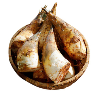 云南甜笋 普洱镇沅甜笋 思茅甜龙笋 原生态生吃甜笋 现挖水果竹笋