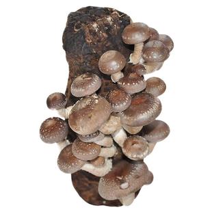 悦蘑菇娘 香菇菌包蘑菇菌包盆栽食用菌棒蘑菇种植包菌种蘑菇菌