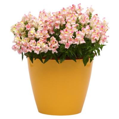 泛美绵绣系列进口矮生金鱼草种子