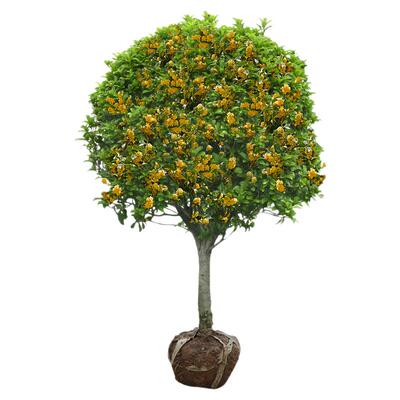 桂花树苗庭院地栽户外好养花卉