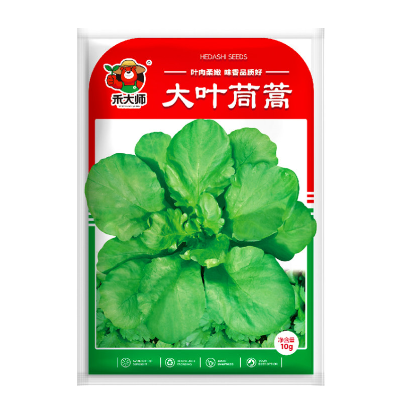清香大叶茼蒿种子耐寒抗病性高