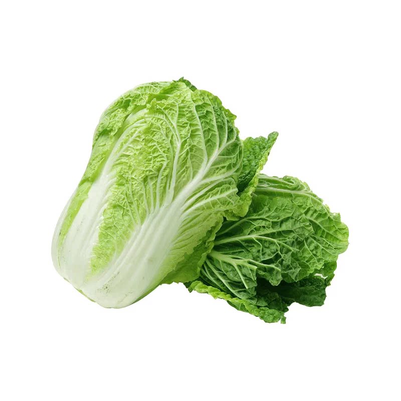 大白菜种子特大包心白菜种孑耐寒