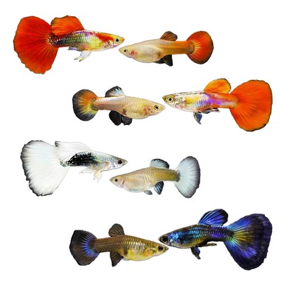 孔雀鱼鱼苗观赏鱼活体热带小型淡水好养耐活红绿灯斑马凤尾小鱼