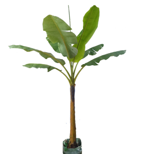 大叶芭蕉树盆栽真绿植大型室外植物室内客厅落地盆景绿植四季常春