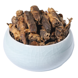 蝲蛄250克中药材无硫蝼蛄干货拉蛄土狗地狗蝲蝲蛄非野生
