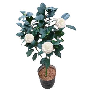 永福花乡园艺 白色山茶花 白山茶花 白色茶花 山茶花盆栽茶花树苗