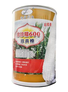 大棒型京科糯2000E春夏种植